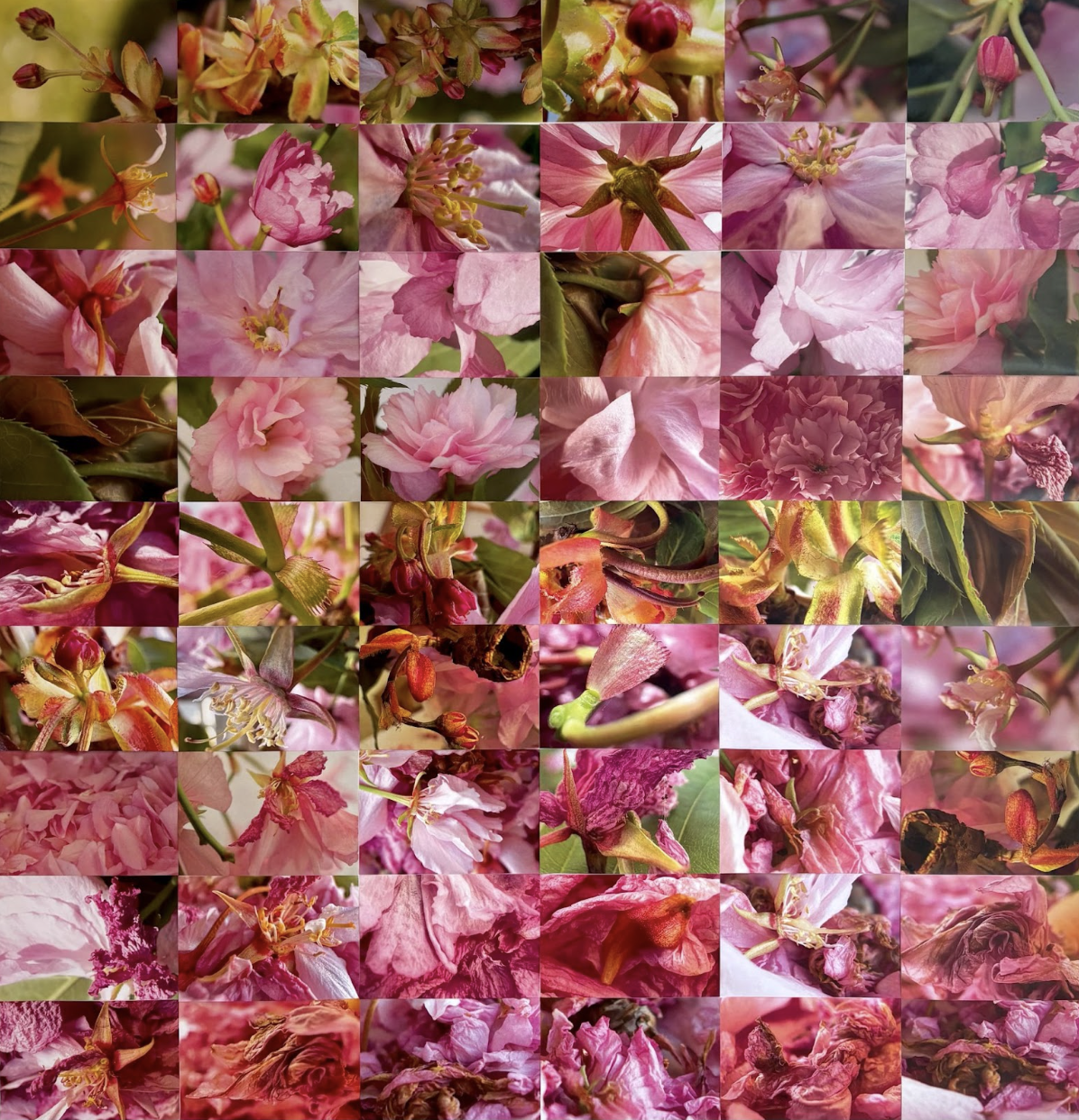 Flores in Vita et Morte