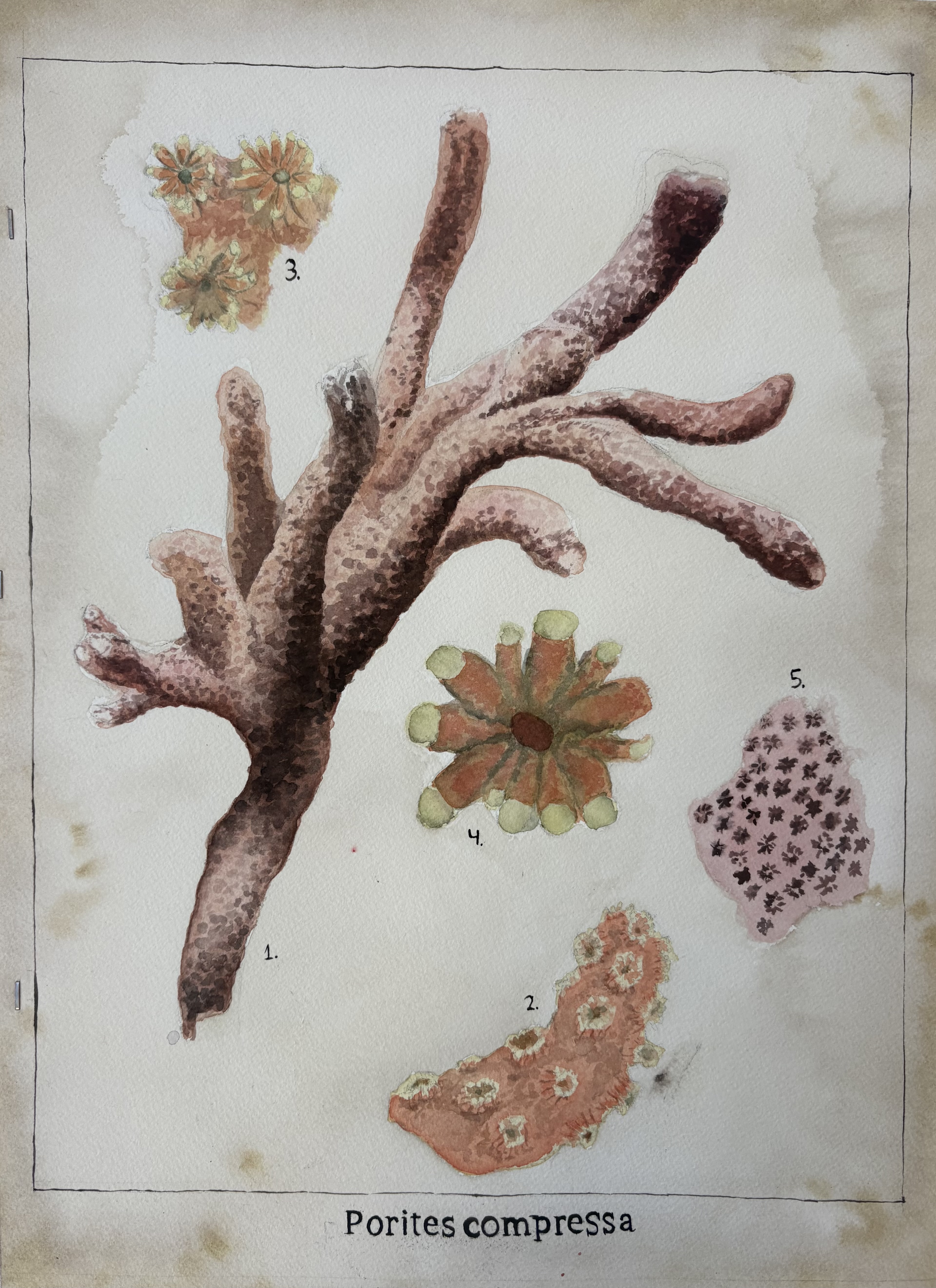 Porites Compressa