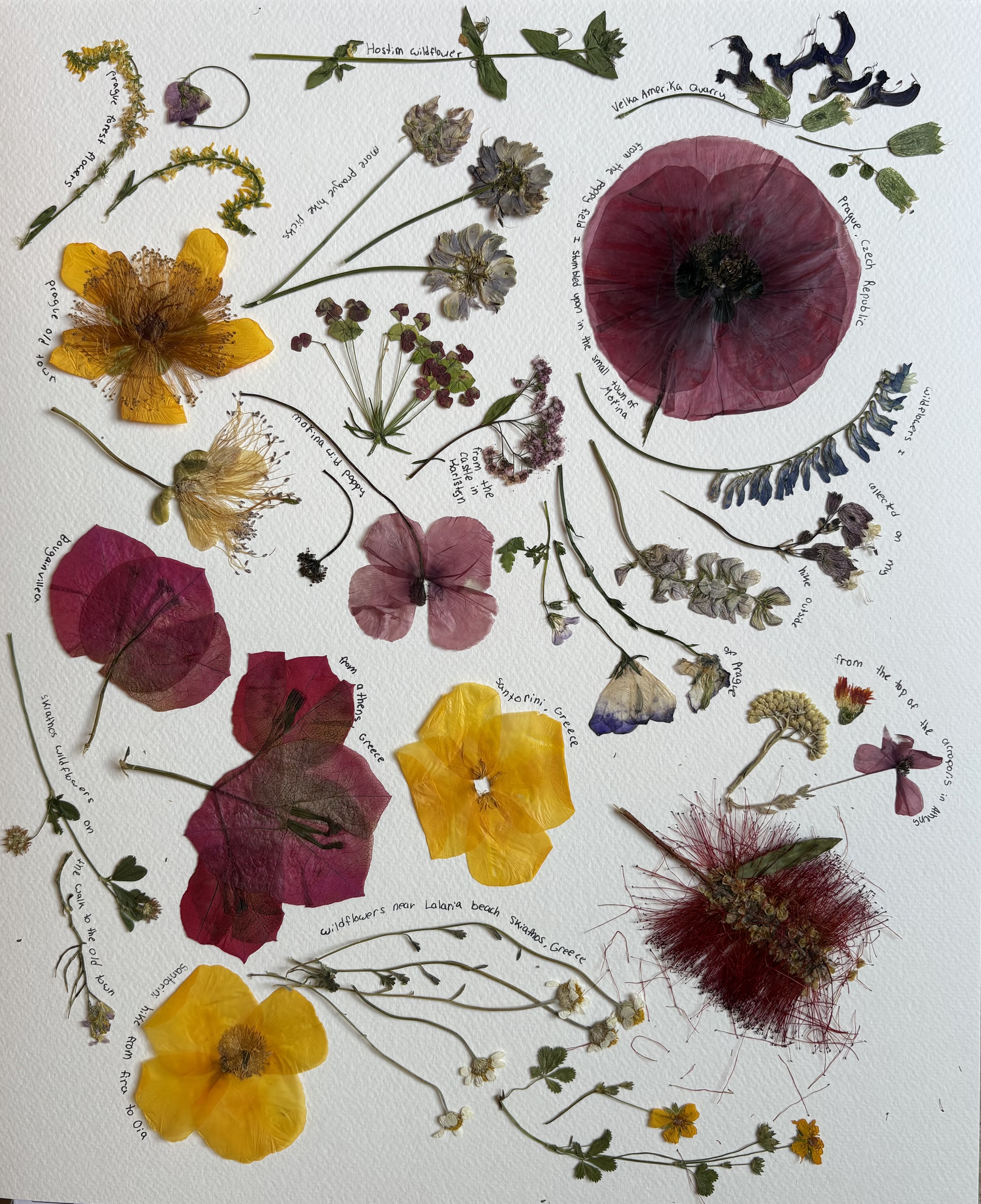 Pressed Flowers (1)