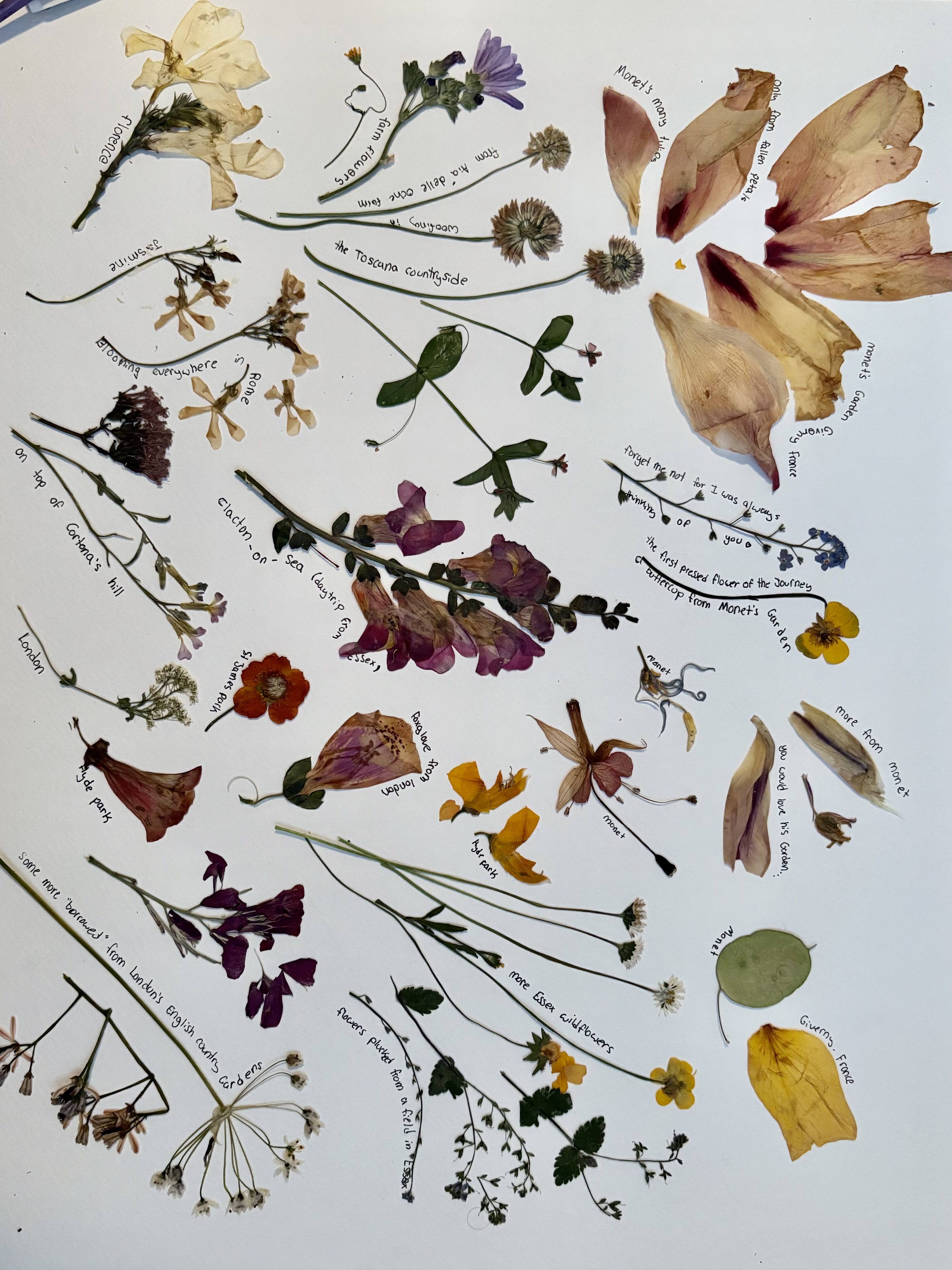 Pressed Flowers (2)